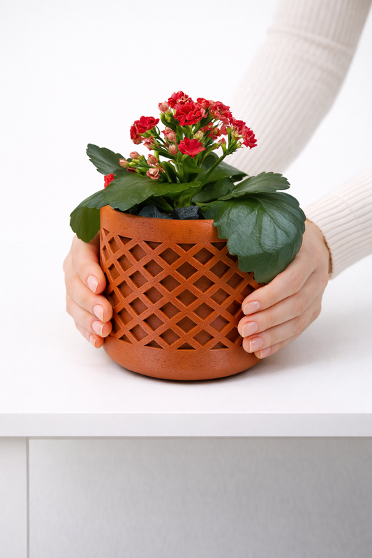 🪴 Kalanchoe Blossfeldiana