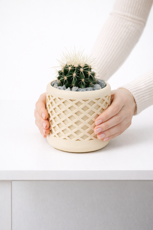 🌵 Echinocactus Grusonii