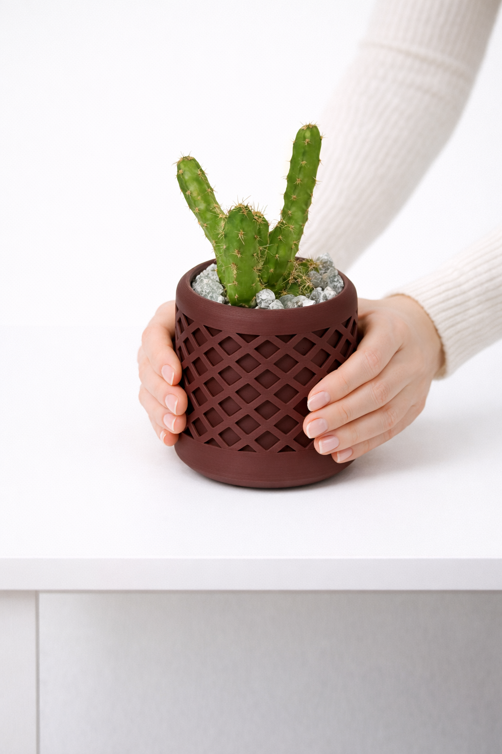 🌵 Echinocereus Pentalophus