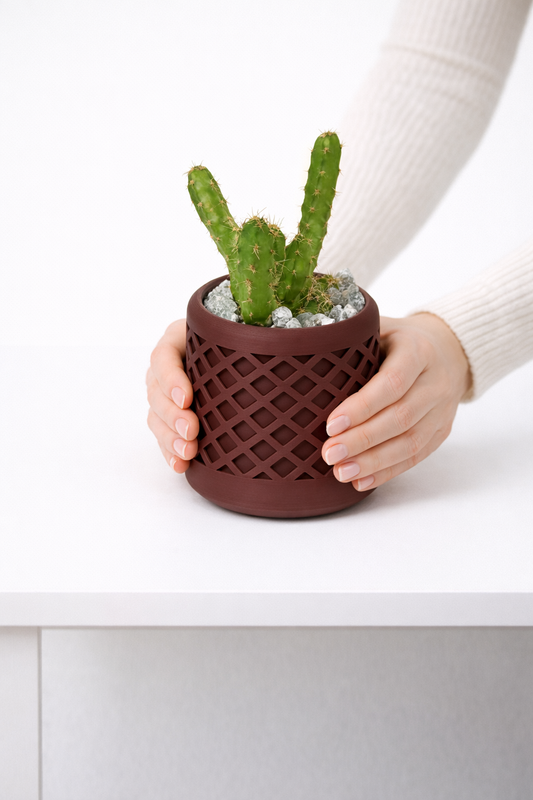 🌵 Echinocereus Pentalophus