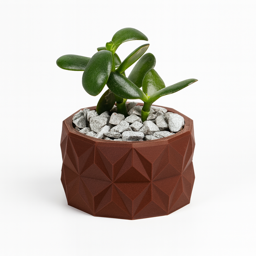 🌵 Crasulla Ovata
