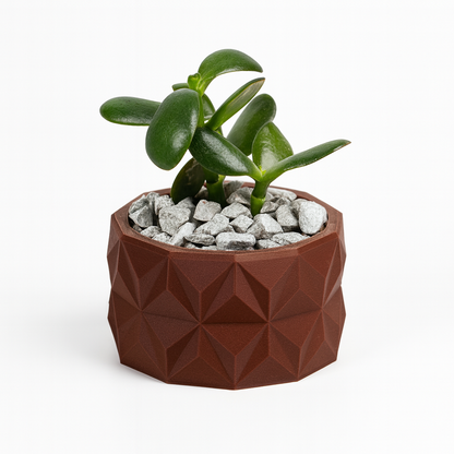 🌵 Crasulla Ovata