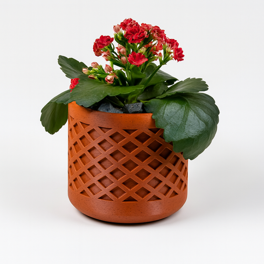 🪴 Kalanchoe Blossfeldiana