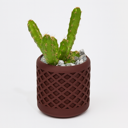 🌵 Echinocereus Pentalophus